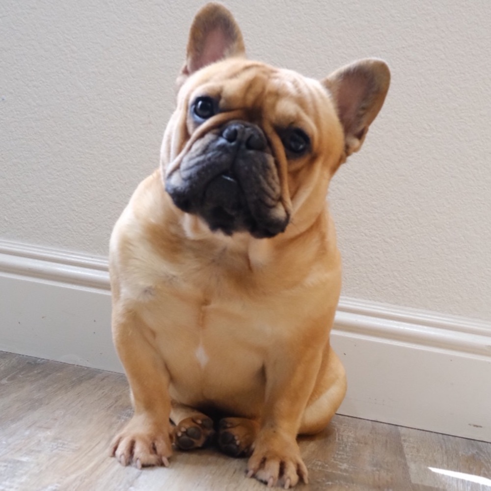 Meet your Posher, Dennis